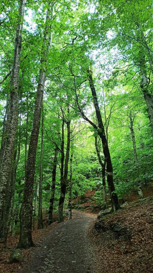 Finger Lakes Treehouse Sodus 外观 照片